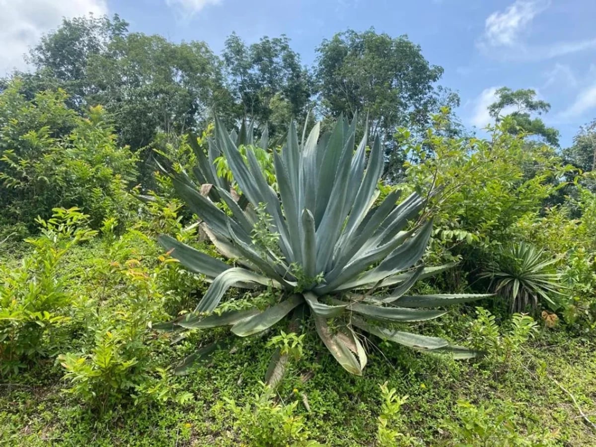 Terreno en Samaná Las Terrenas, Los Puentes – foto 7