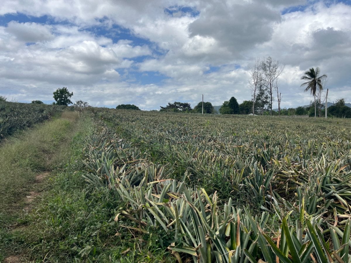 Terreno amplio en Zambrana Arriba, Cotuí – foto 1