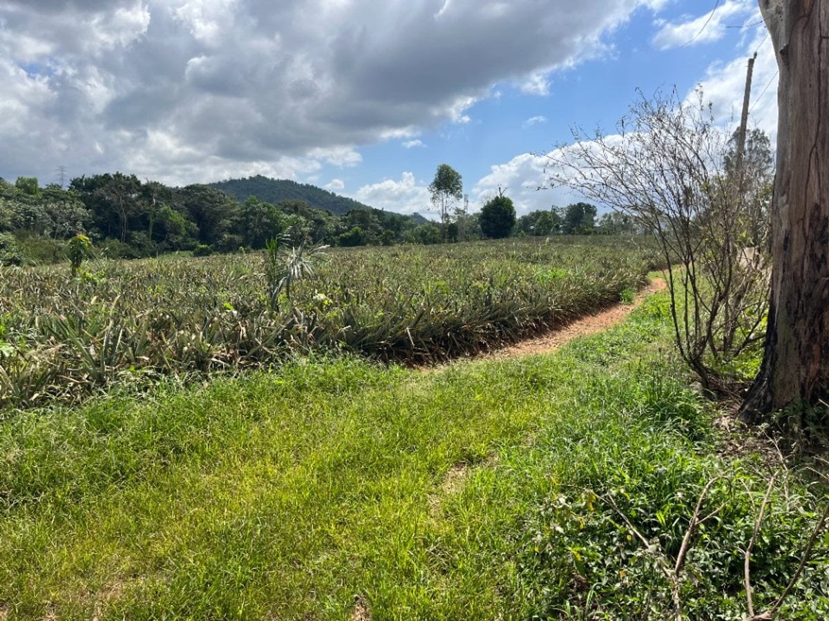 Terreno amplio en Zambrana Arriba, Cotuí – foto 5