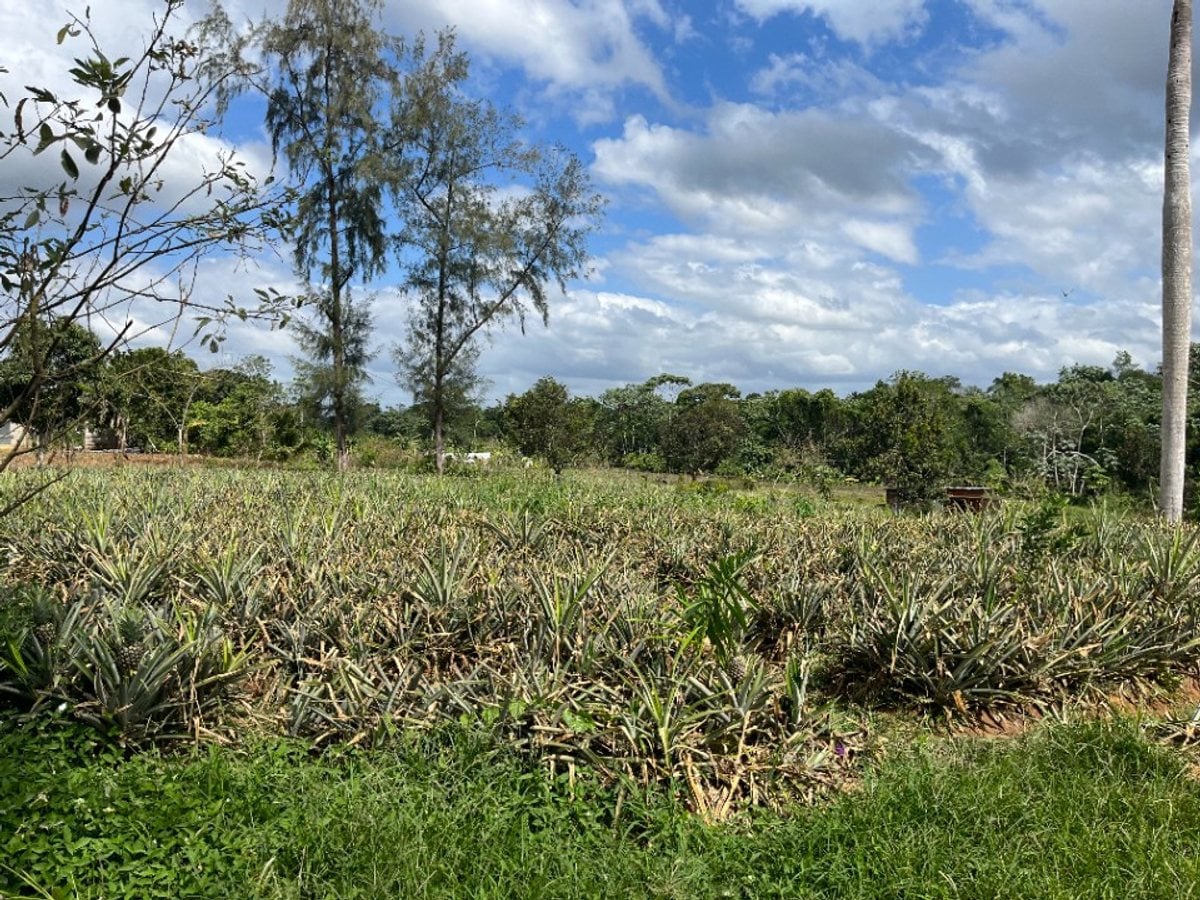 Terreno amplio en Zambrana Arriba, Cotuí – foto 7