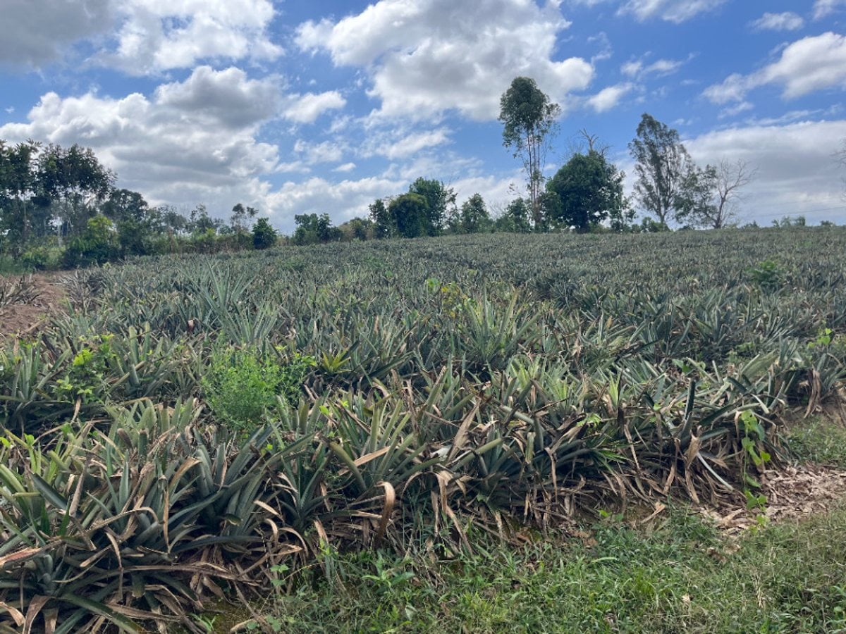 Terreno amplio en Zambrana Arriba, Cotuí – foto 2
