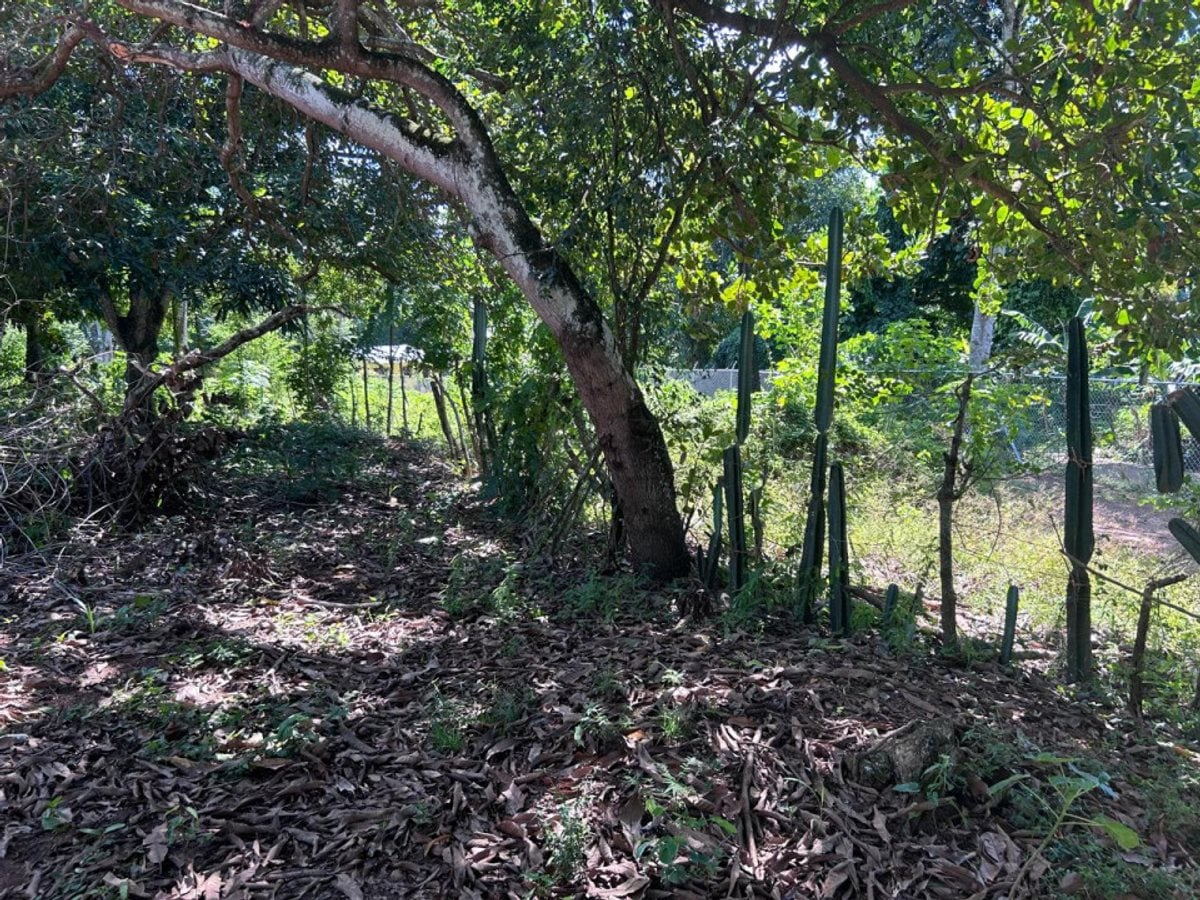 Terreno en Pedro Brand, El Pedregal – foto 3