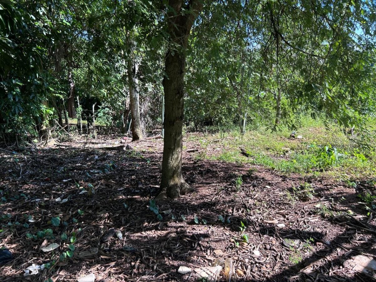 Terreno en Pedro Brand, El Pedregal – foto 7
