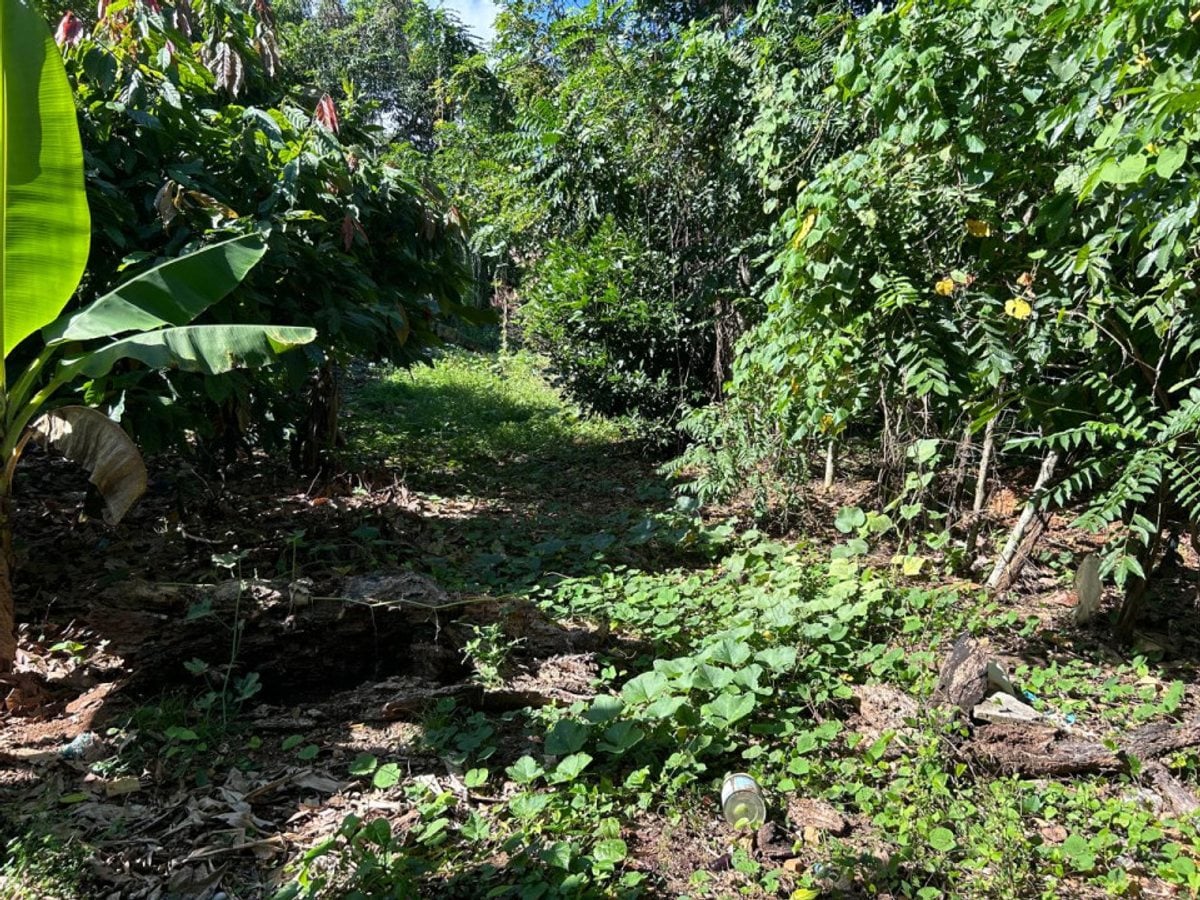 Terreno en Pedro Brand, El Pedregal – foto 6