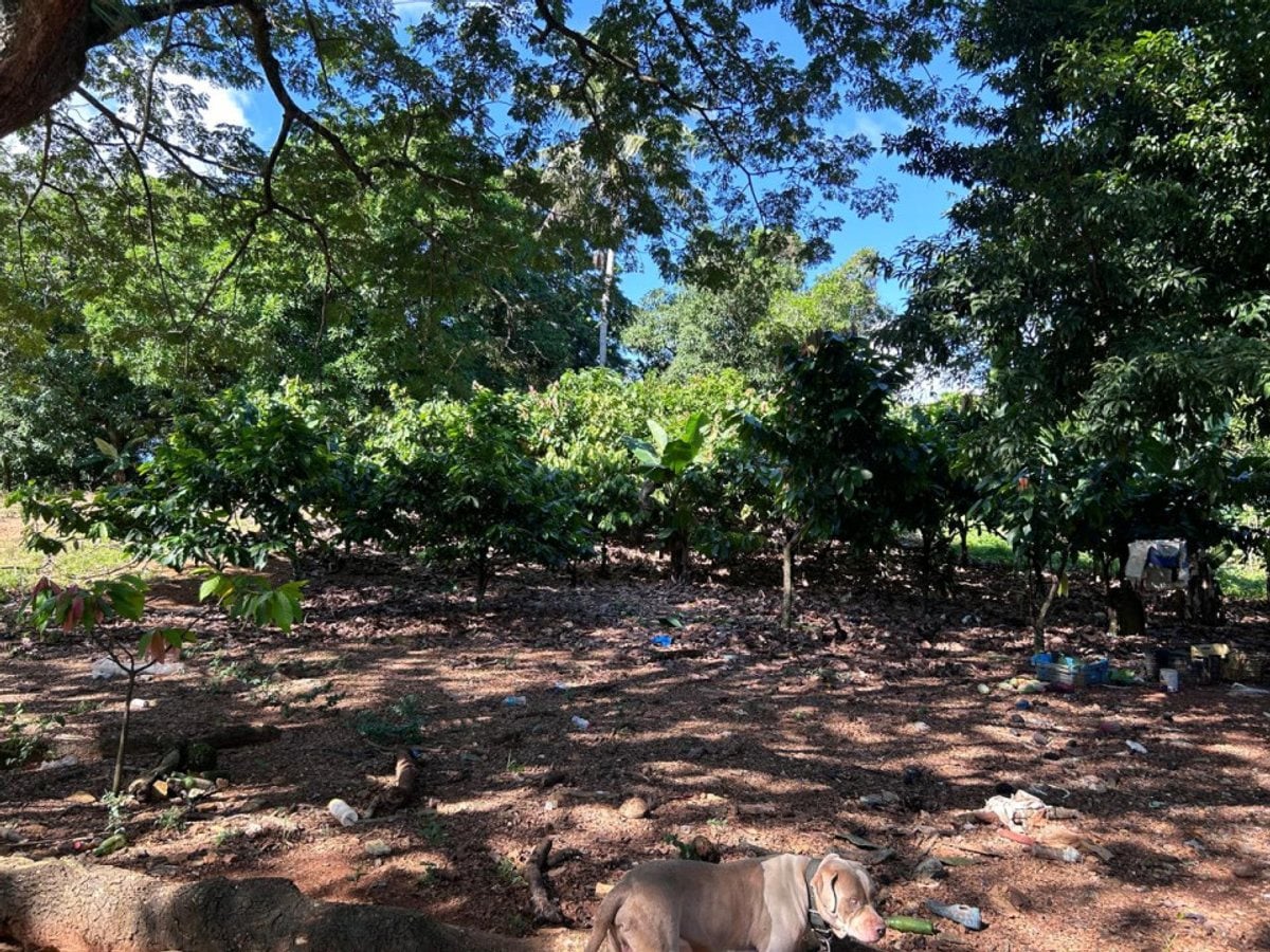 Terreno en Pedro Brand, El Pedregal – foto 8