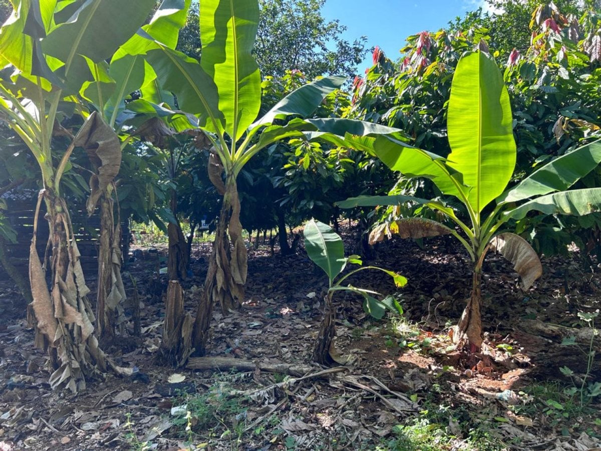Terreno en Pedro Brand, El Pedregal – foto 5