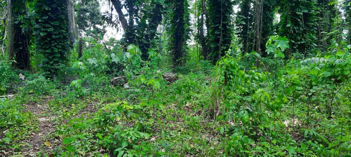 TERRENO EN VENTA 10180 M² PEDRO BRAND SANTO DOMING – foto 4
