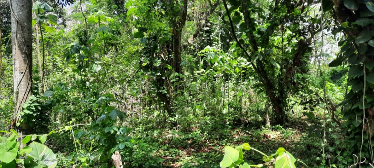 TERRENO EN VENTA 10180 M² PEDRO BRAND SANTO DOMING – foto 7
