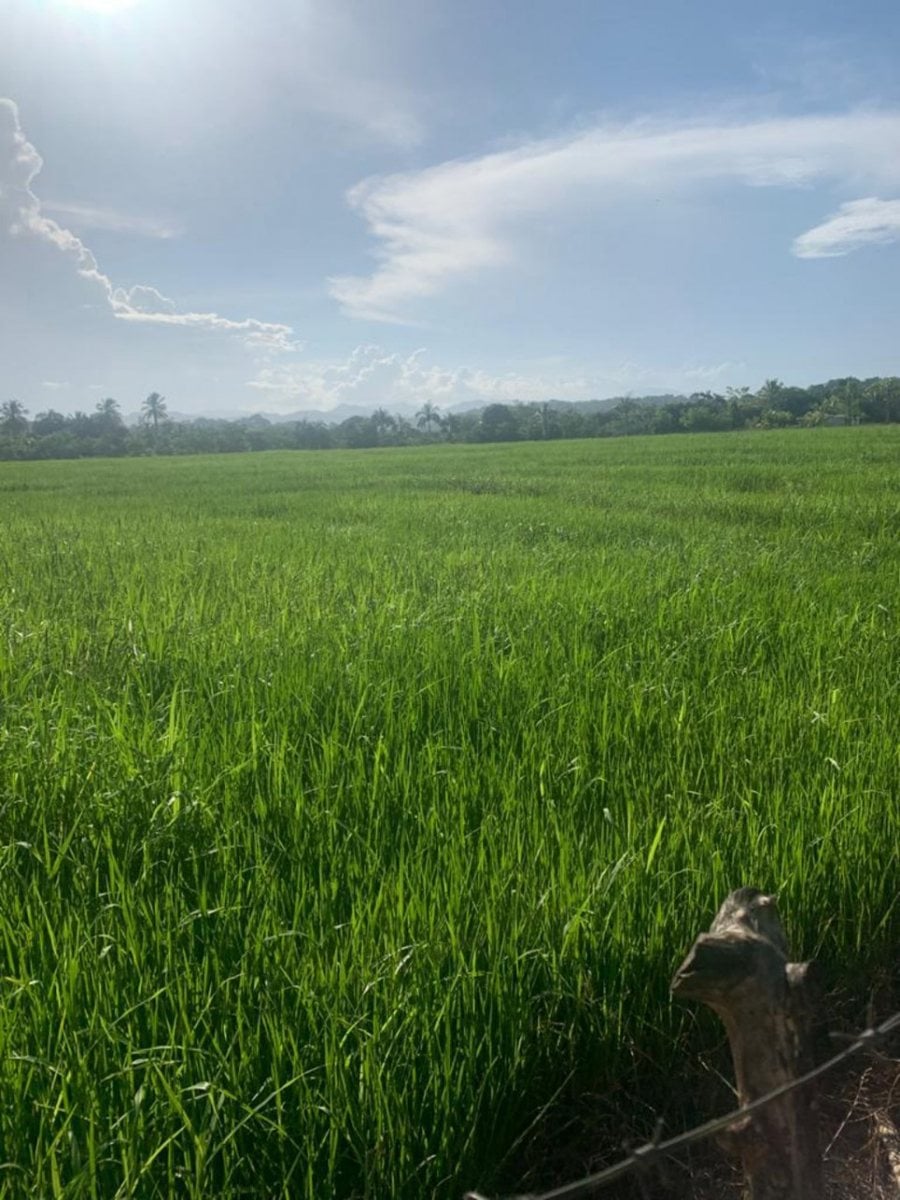 Venta de Finca en Hato Nuevo – foto 3