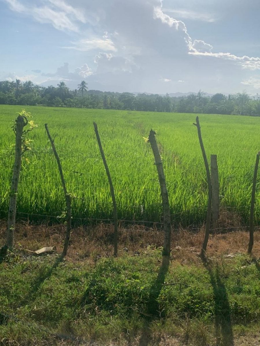 Venta de Finca en Hato Nuevo – foto 4
