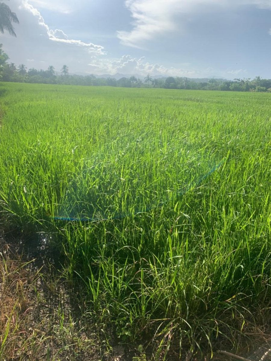 Venta de Finca en Hato Nuevo – foto 2