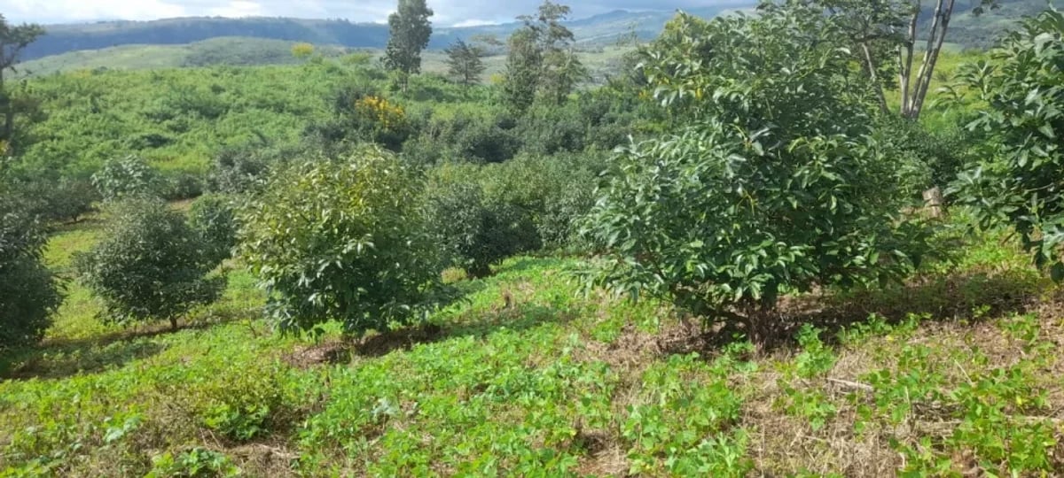 Finca en La Altagracia, Pederales – foto 3