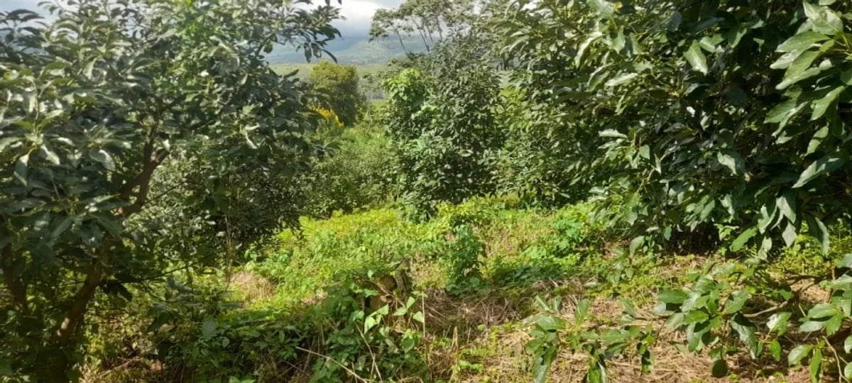 Finca en La Altagracia, Pederales – foto 1