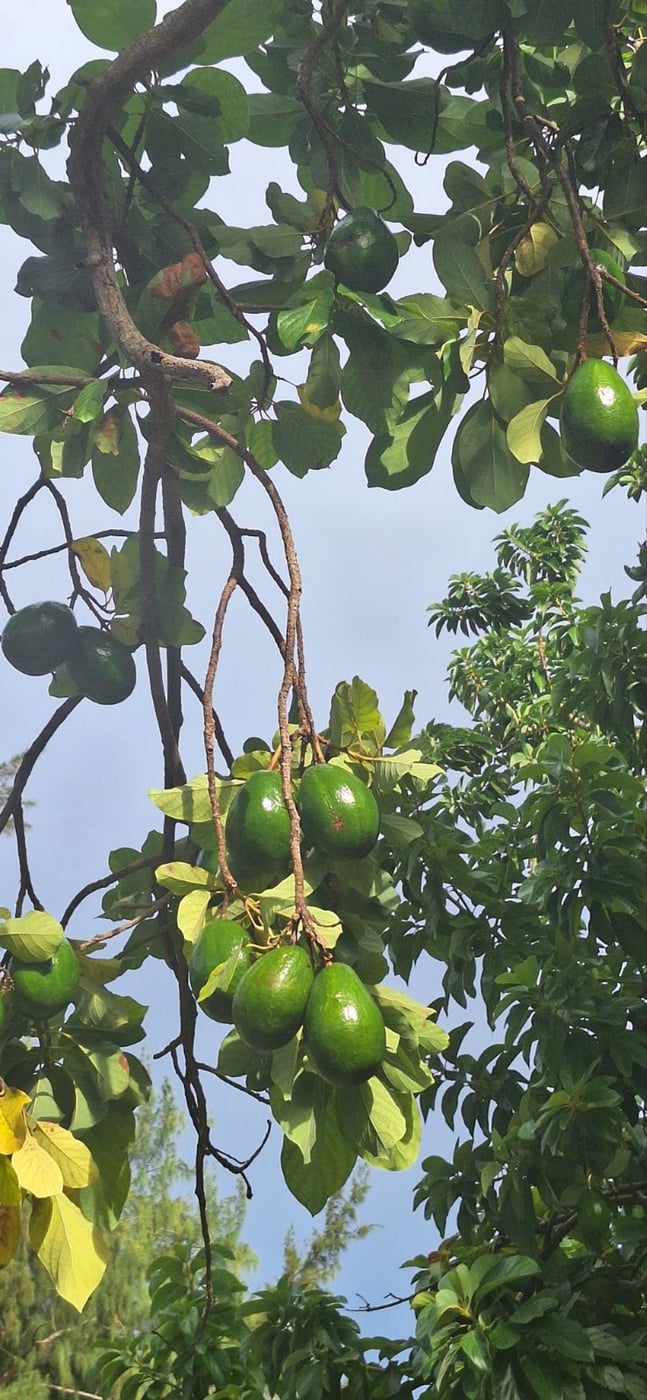 Finca de 6,692 m2 a 5 minutos de playa – foto 3
