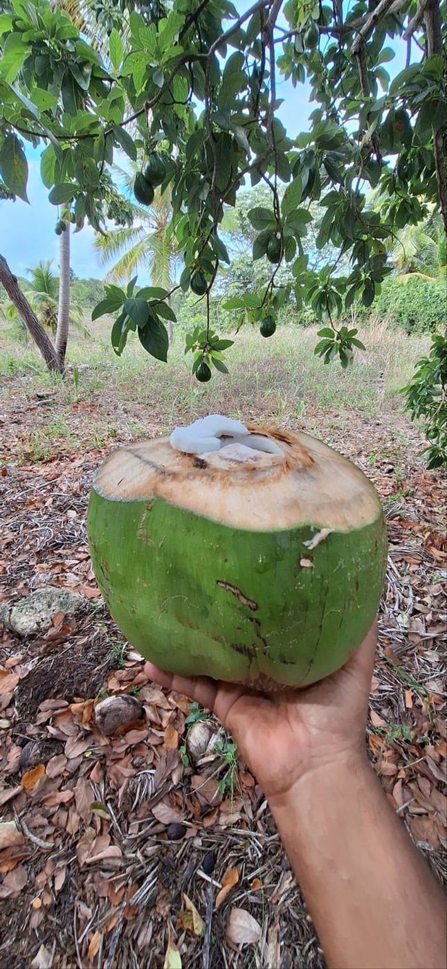 Finca de 6,692 m2 a 5 minutos de playa – foto 5