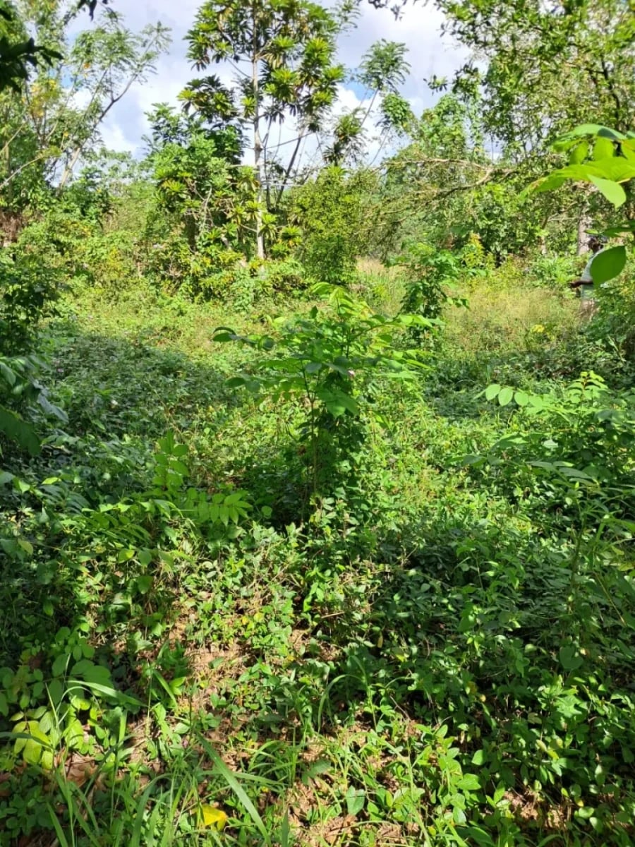 Terreno en Los Castillos, Santo Domingo Norte – foto 4