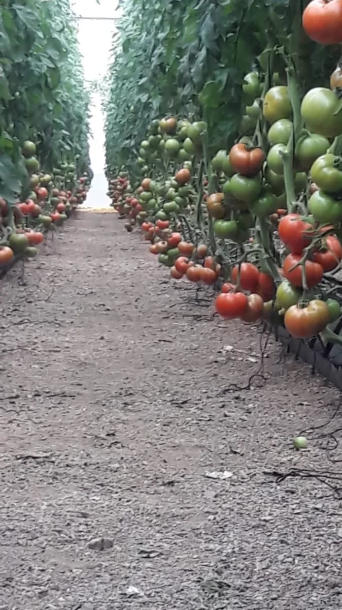 Terreno en LAS AVISPAS, San José de Ocoa – foto 8