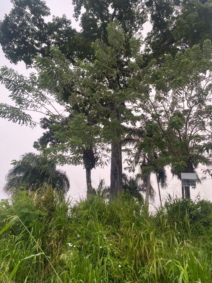 Terreno en Gaspar Hernández, La Cantera – foto 5