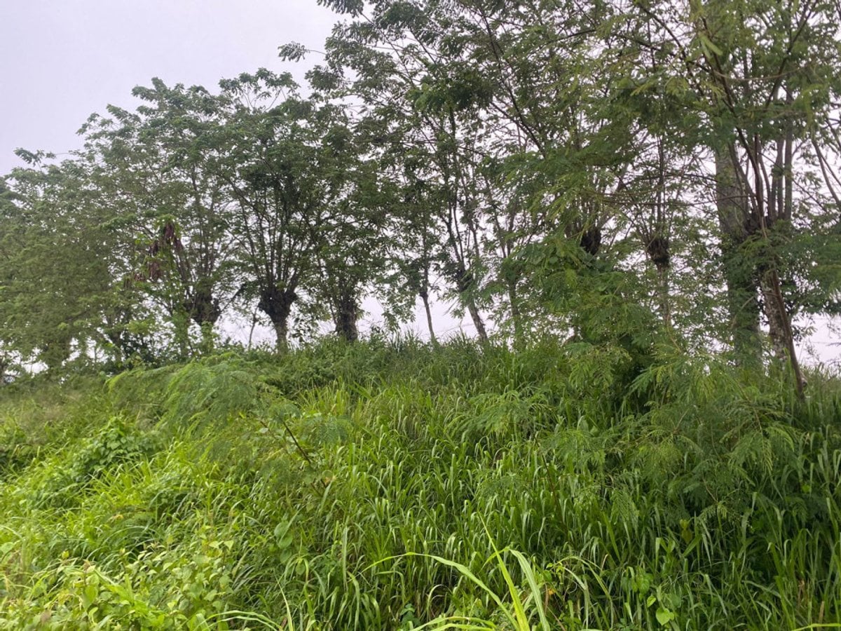 Terreno en Gaspar Hernández, La Cantera – foto 3