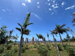 Terreno frente al mar en Palenque, 21,636 m² para Proyectos – foto 6