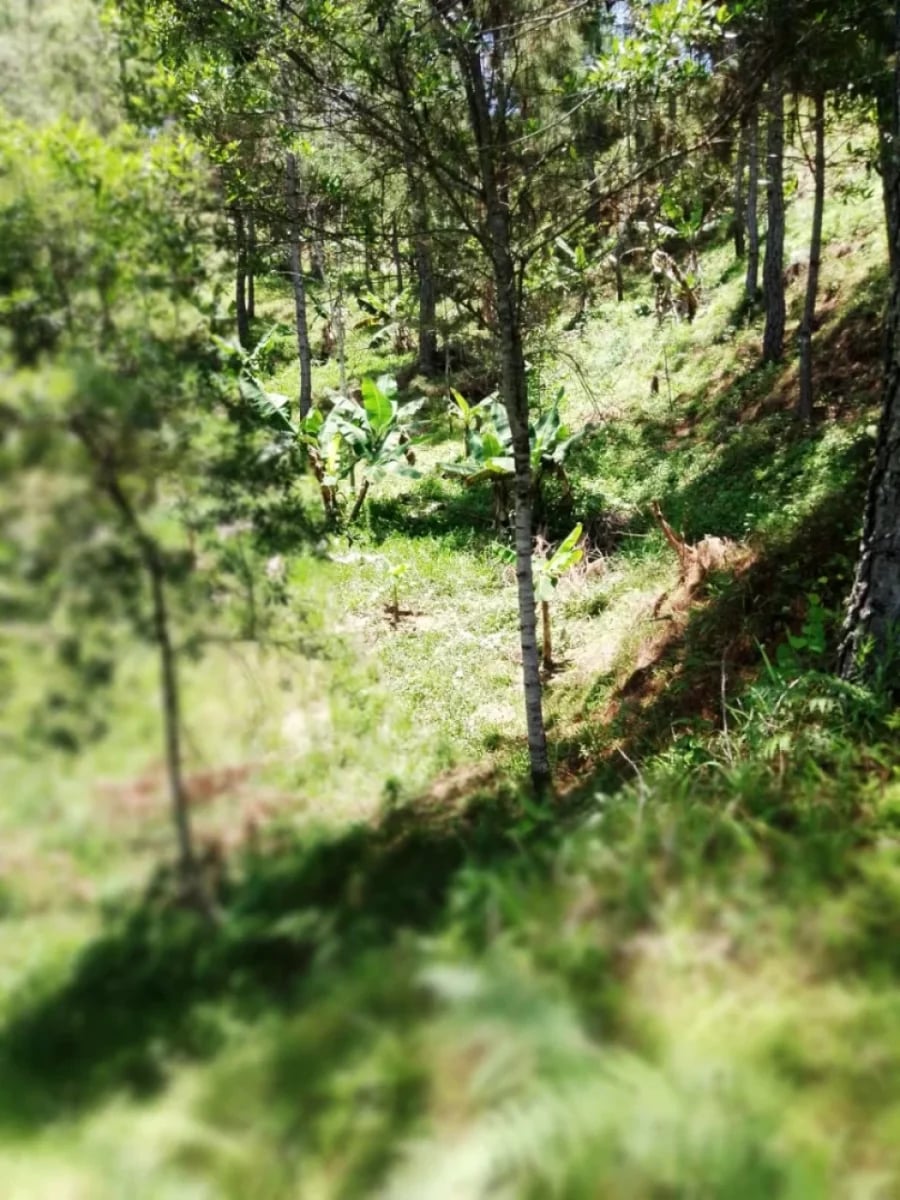 TERRENO ACCIDENTADO EN CONSTANZA – foto 2