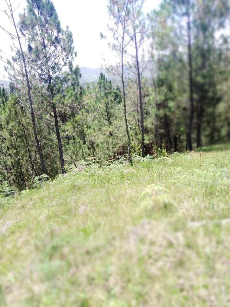 TERRENO ACCIDENTADO EN CONSTANZA – foto 5
