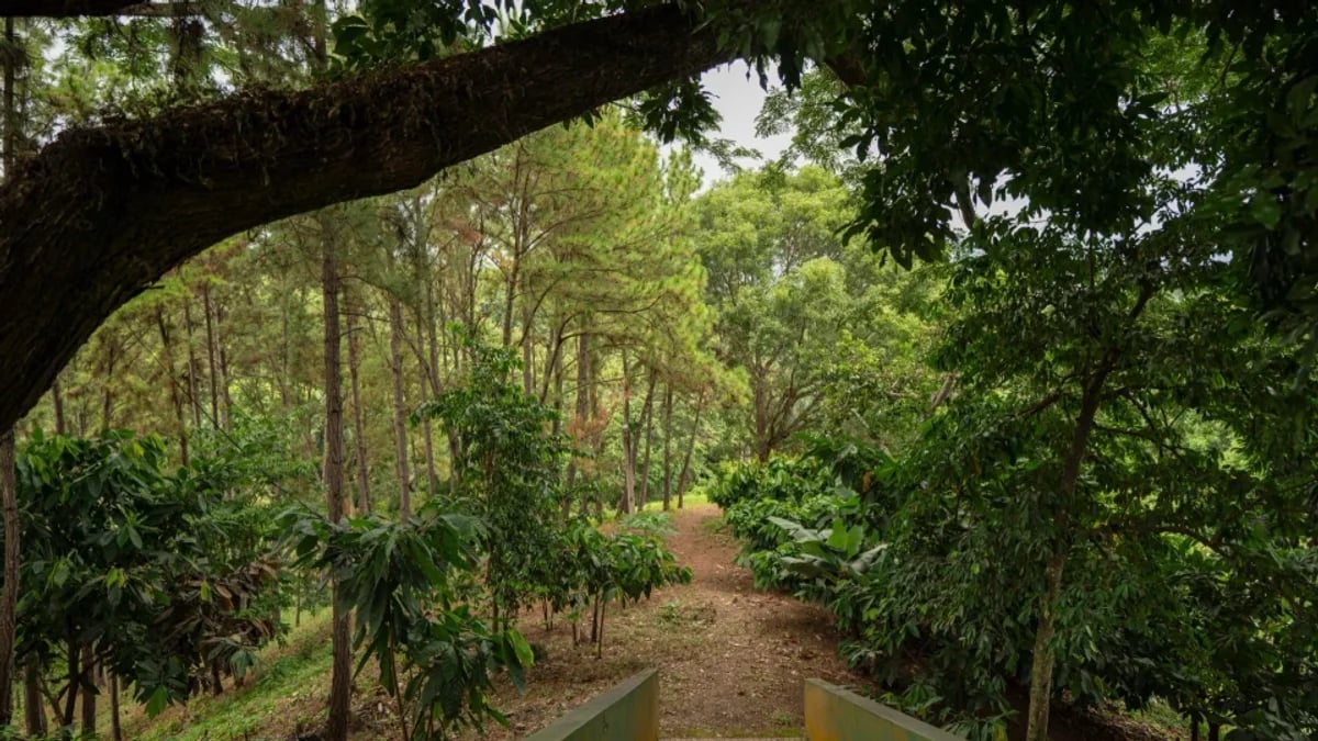 Finca de lujo en Pedro Brand – foto 9