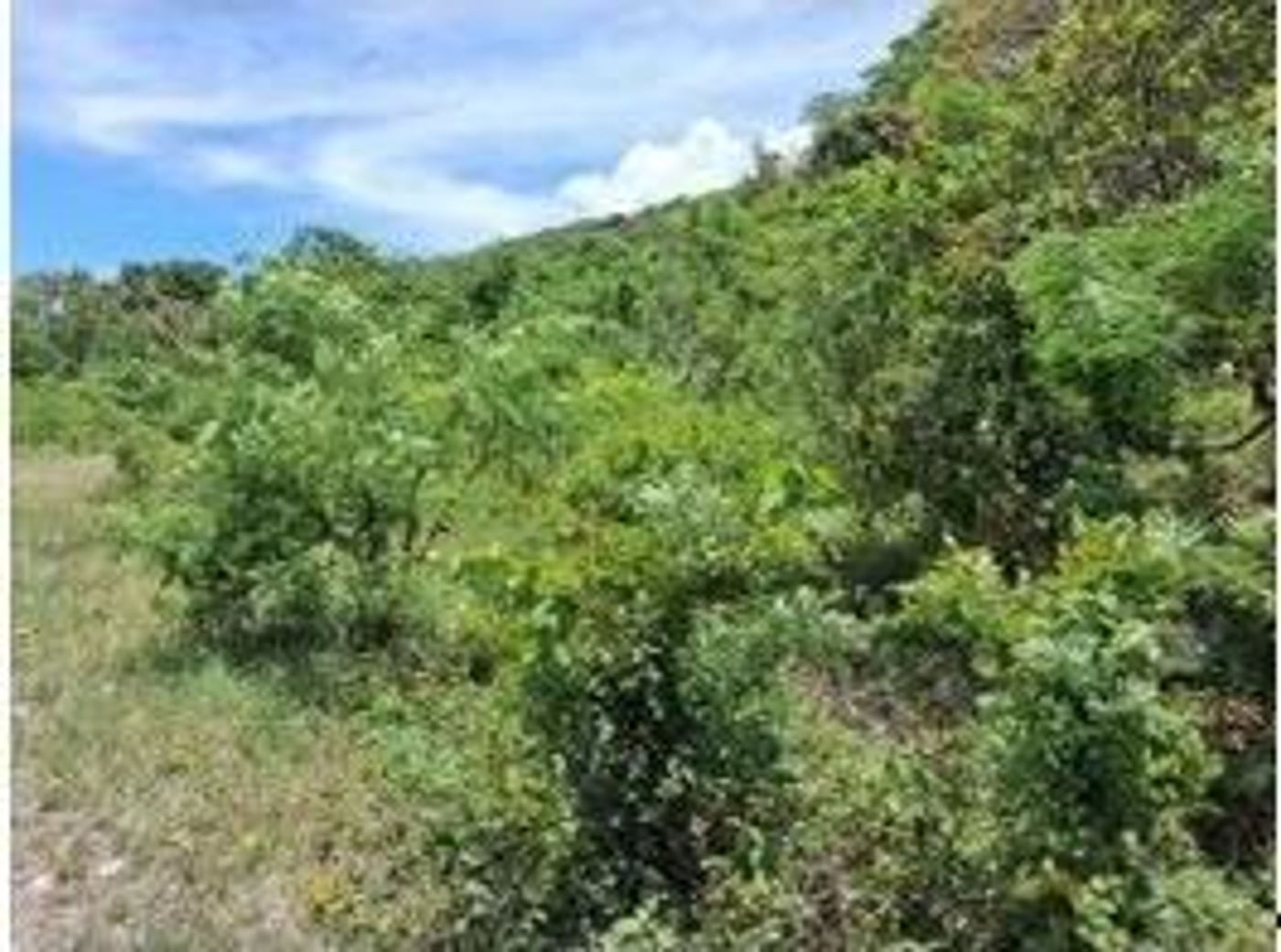 Finca en producción de Aguacate – foto 8