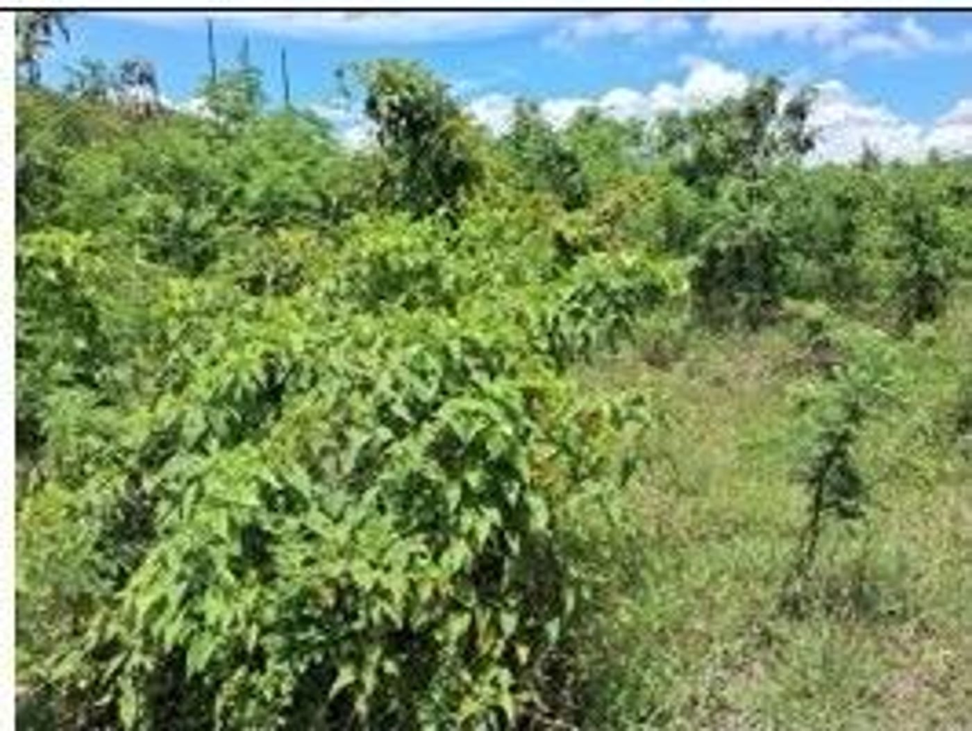 Finca en producción de Aguacate – foto 9