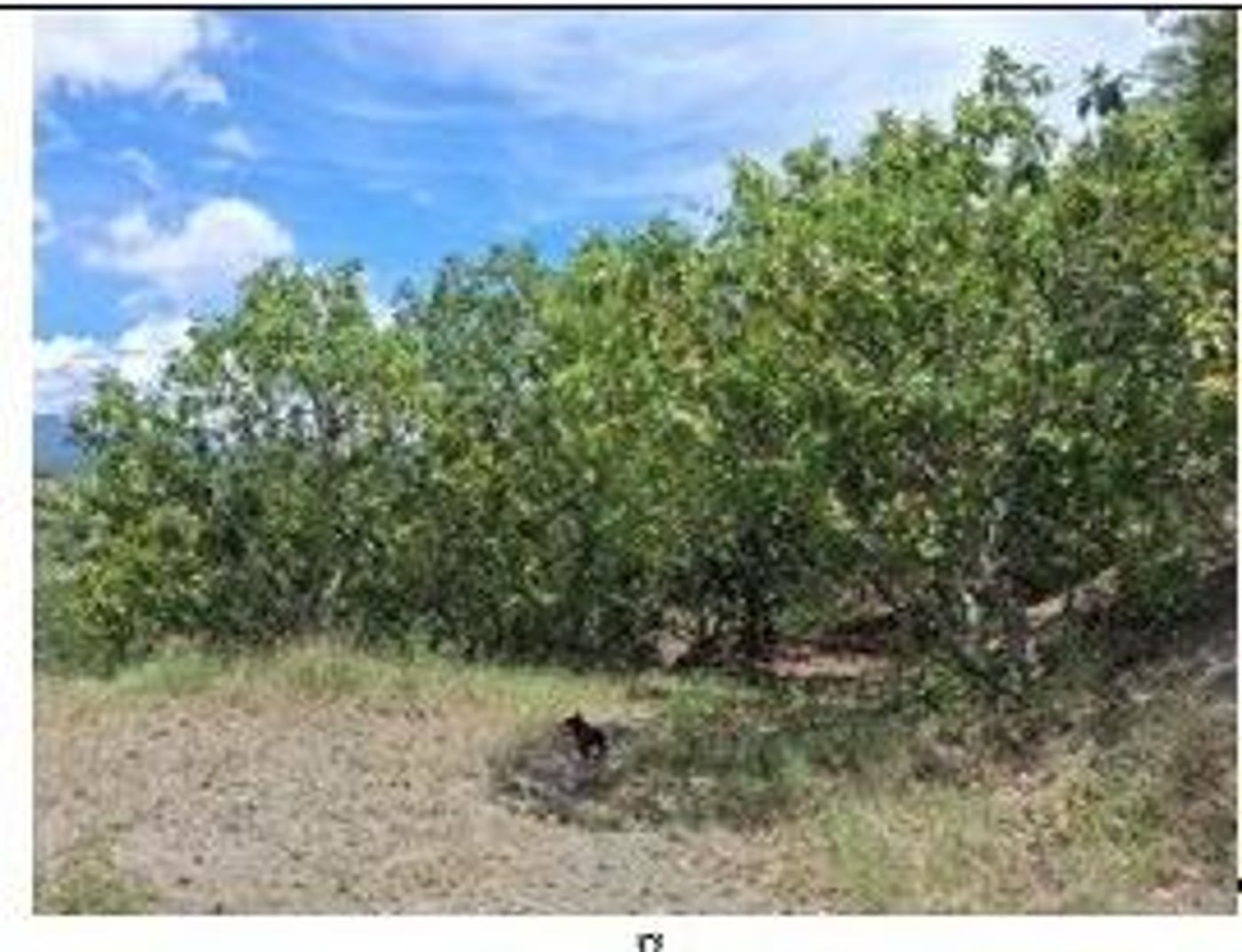 Finca en producción de Aguacate – foto 7