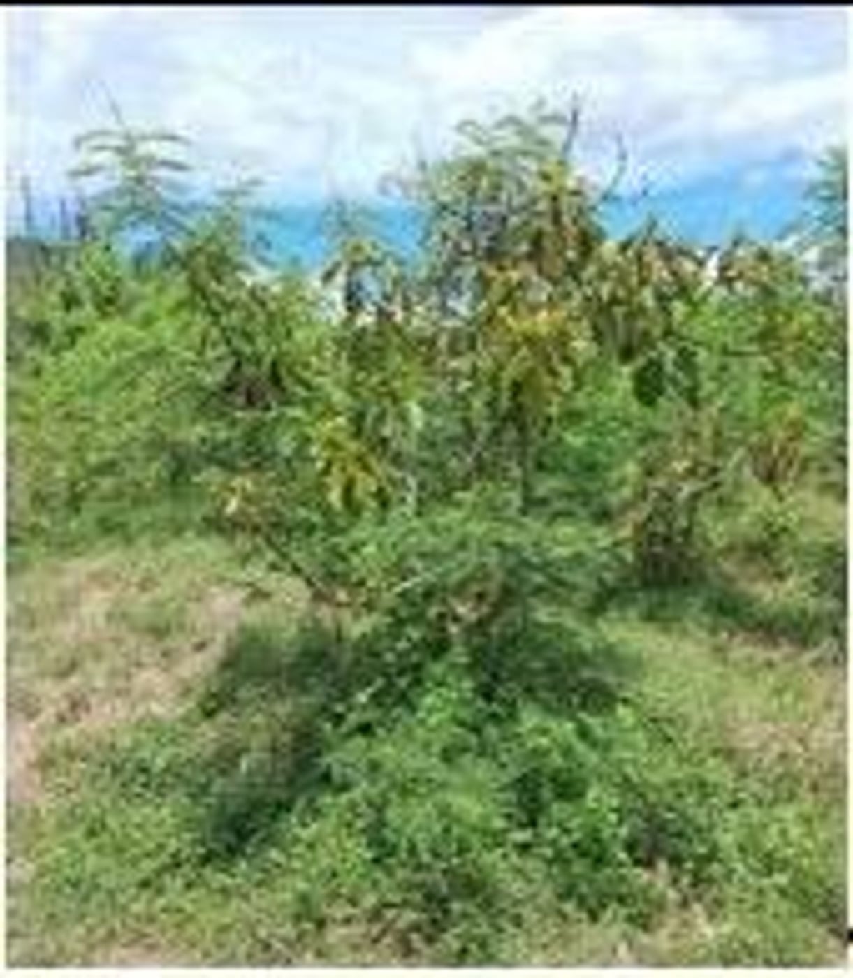 Finca en producción de Aguacate – foto 11