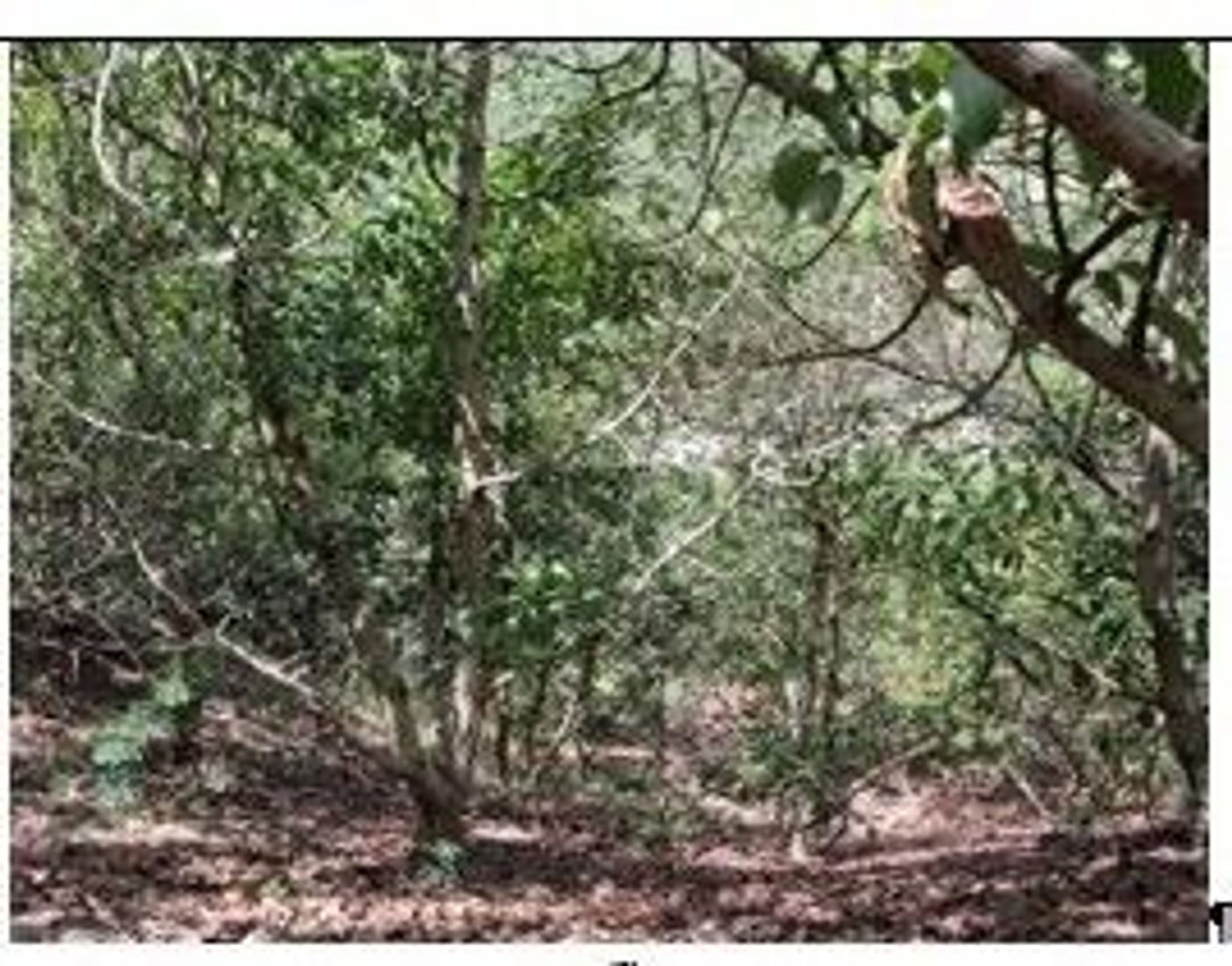 Finca en producción de Aguacate – foto 4