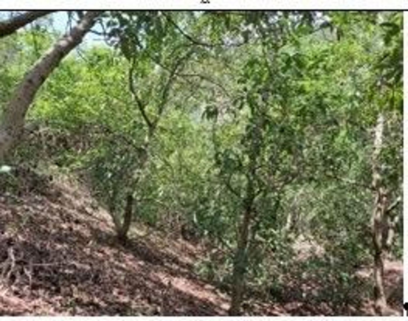 Finca en producción de Aguacate – foto 5