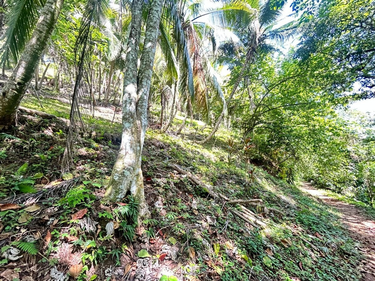 Terreno en Samaná, Santa Bárbara – foto 5