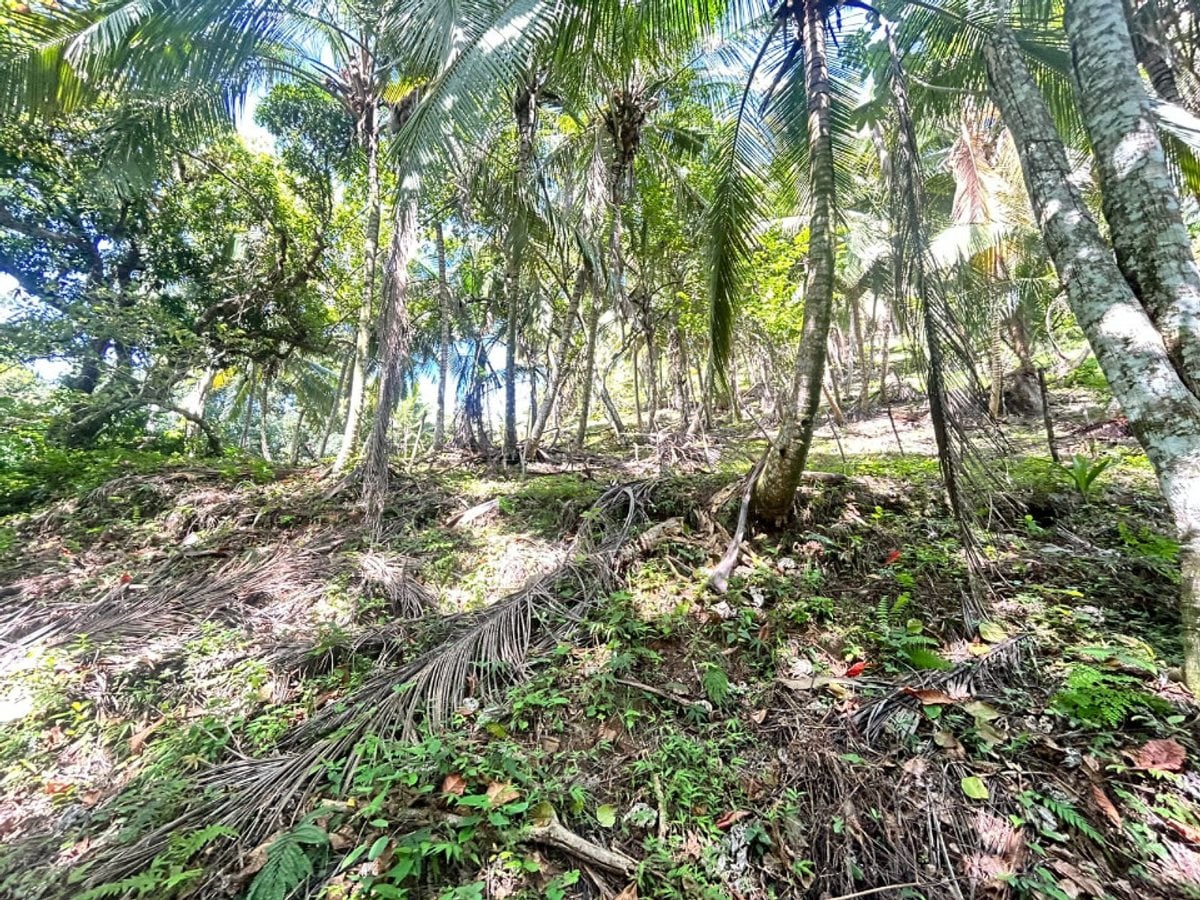 Terreno en Samaná, Santa Bárbara – foto 3