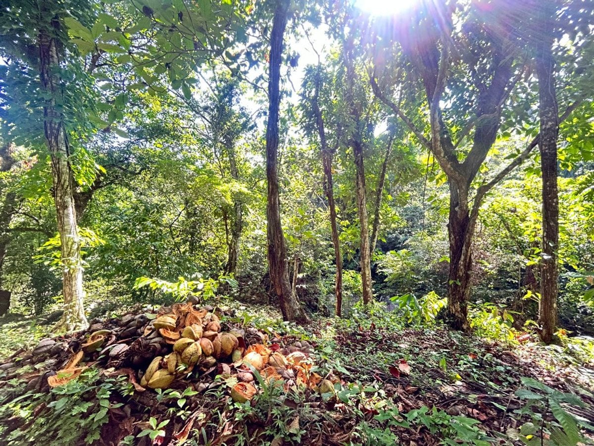 Terreno en Samaná, Santa Bárbara – foto 4