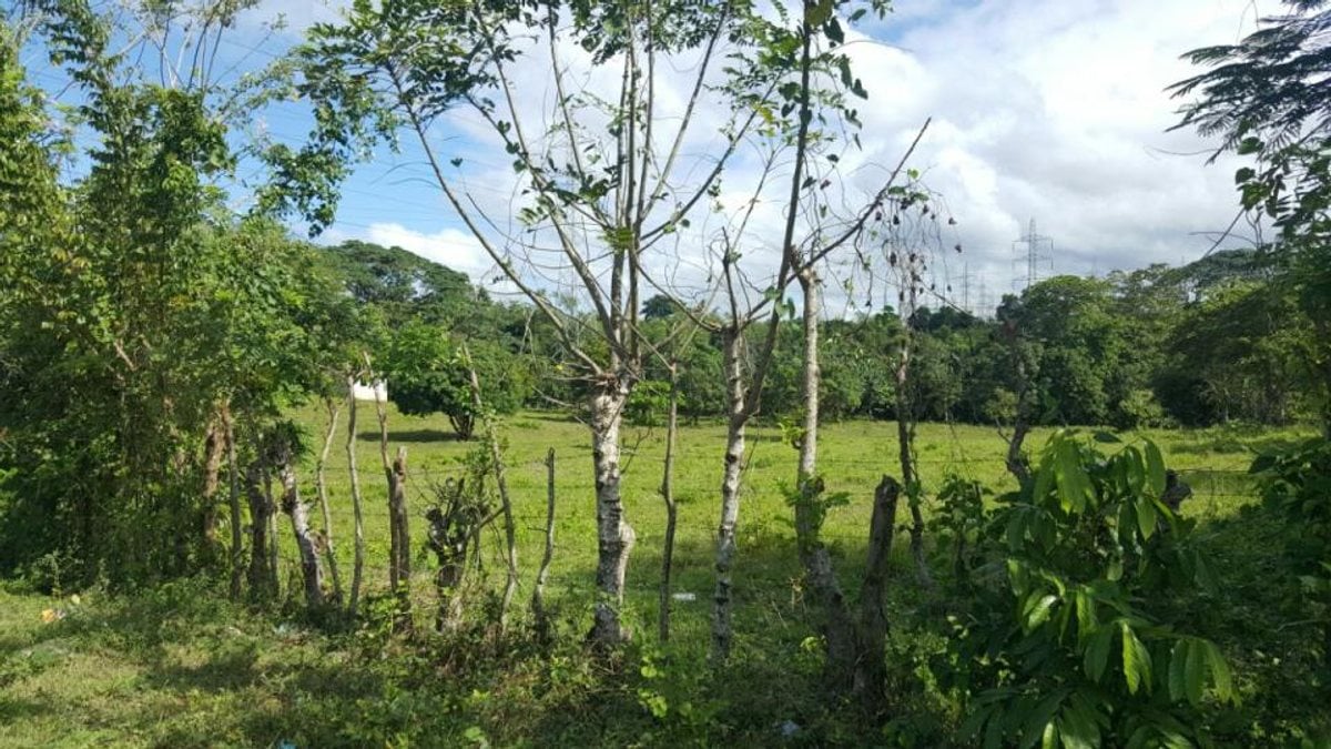 Terreno En Batey Palamara, Pedro Brand – foto 2