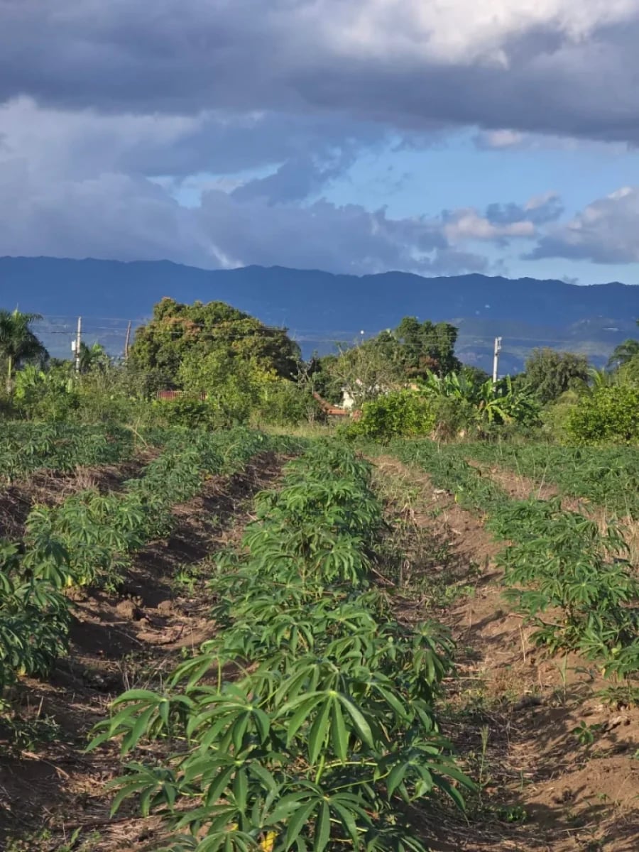 Terreno en Puñal, venta – foto 5