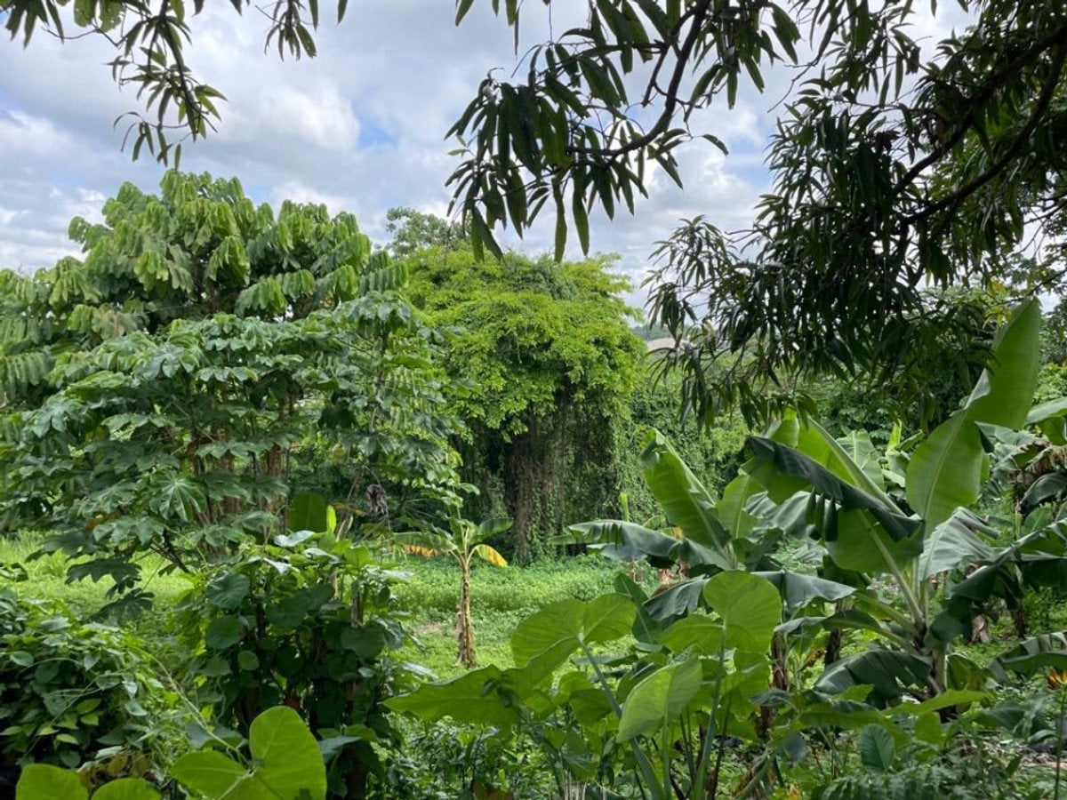 Terreno En Quita Sueño Norte, Bajos De Haina – foto 7