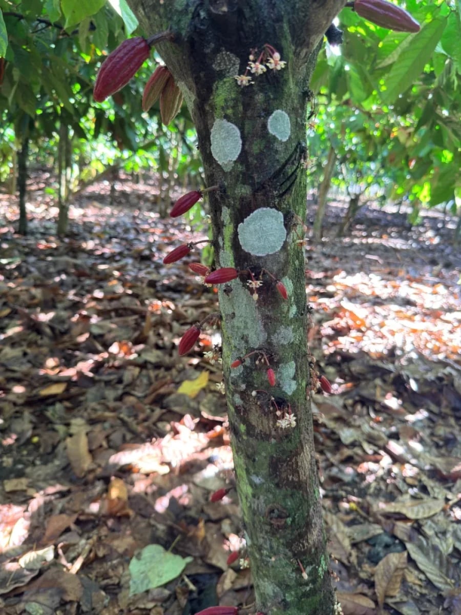 FINCA VILLA TAPIA – foto 2