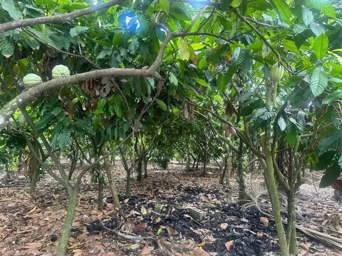 FINCA VILLA TAPIA – foto 10