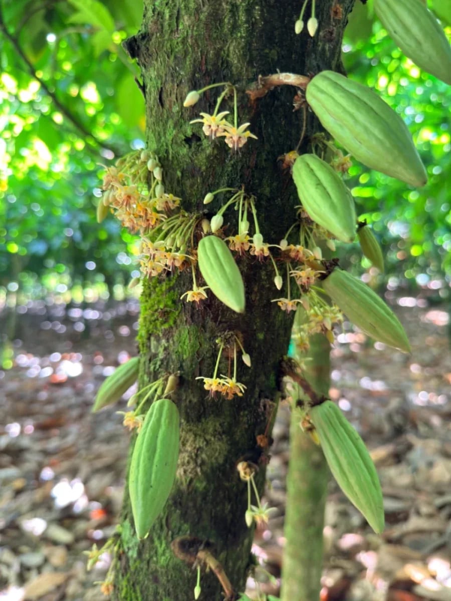 FINCA VILLA TAPIA – foto 1
