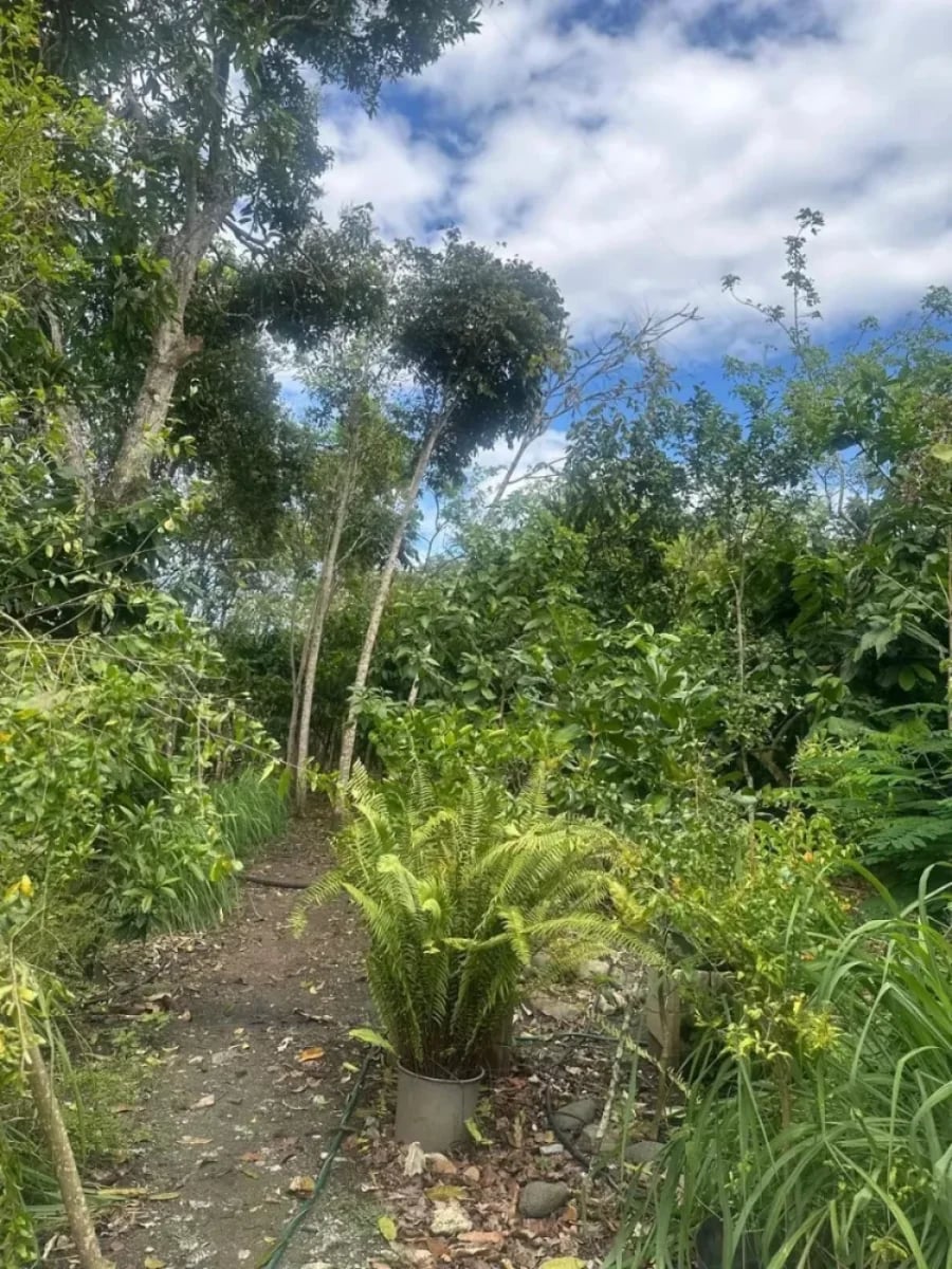 FINCA VILLA TAPIA – foto 12
