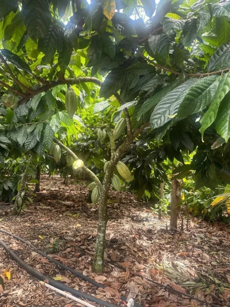 FINCA VILLA TAPIA – foto 11
