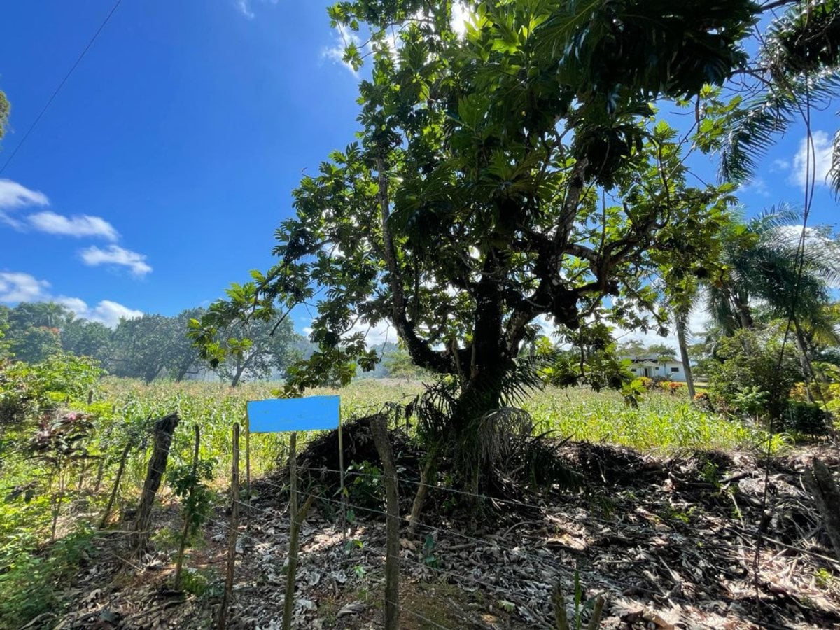 Terreno En La Novilla, Río San Juan – foto 1