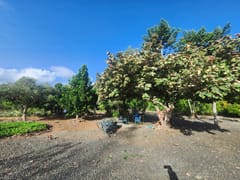 Finca en venta en Los Mogotes, Villa Altagracia – foto 6