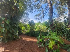 Finca en venta en Los Mogotes, Villa Altagracia – foto 5