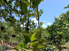 Finca en venta en Los Mogotes, Villa Altagracia – foto 10