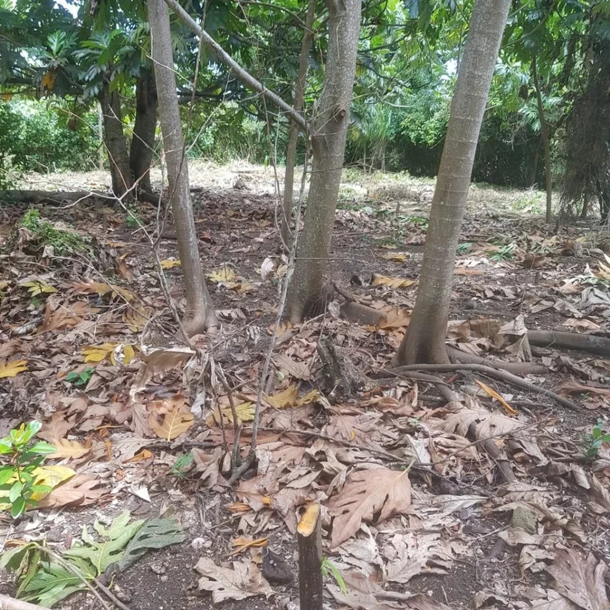 Terreno en Cabrera, El Bretón, 3800 m² – foto 5