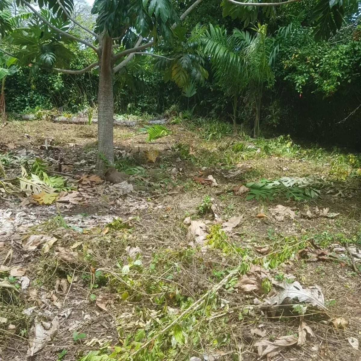 Terreno en Cabrera, El Bretón, 3800 m² – foto 4